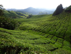 Plantation de thé à Cameron Highlands